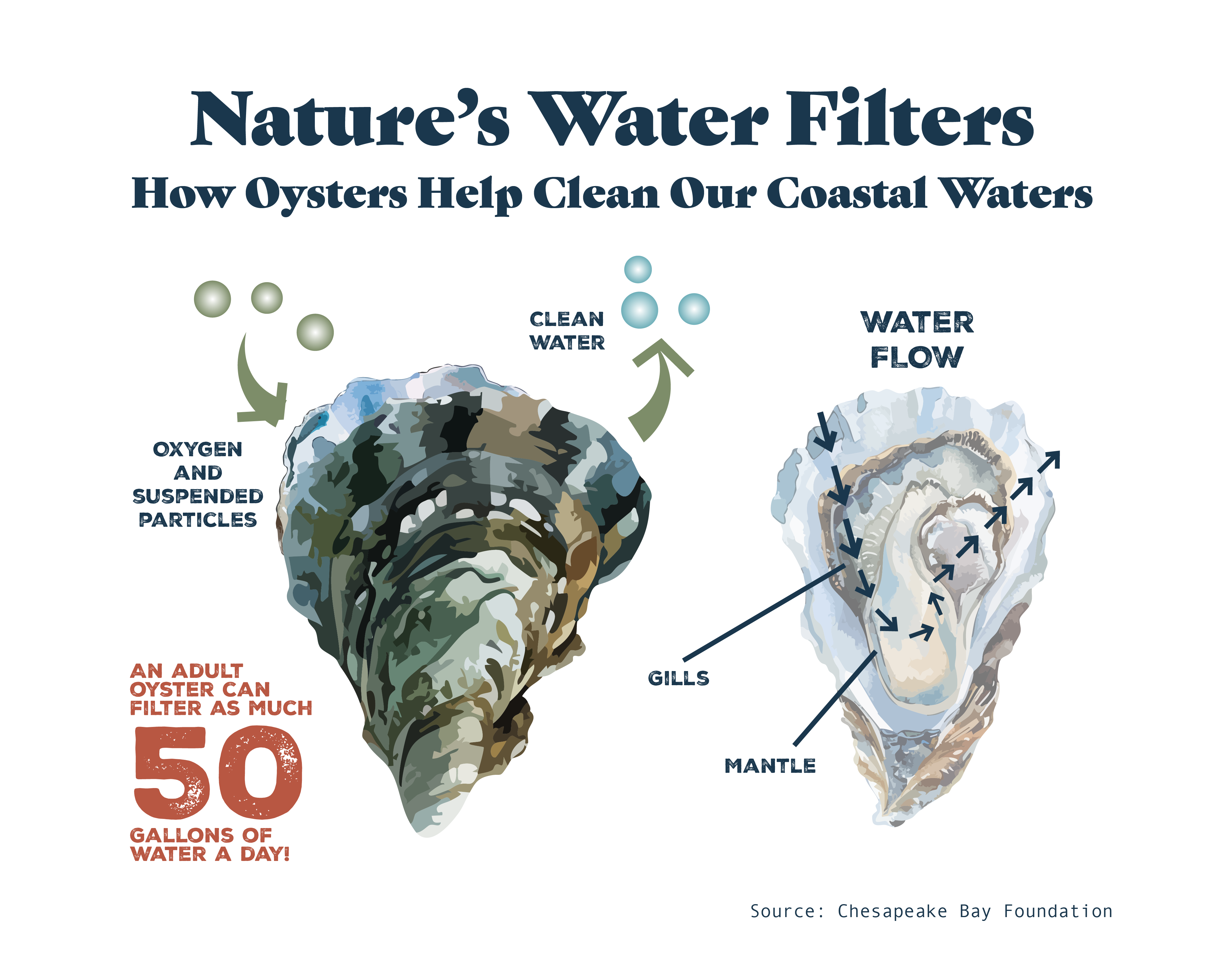 Oysters filter water graphic