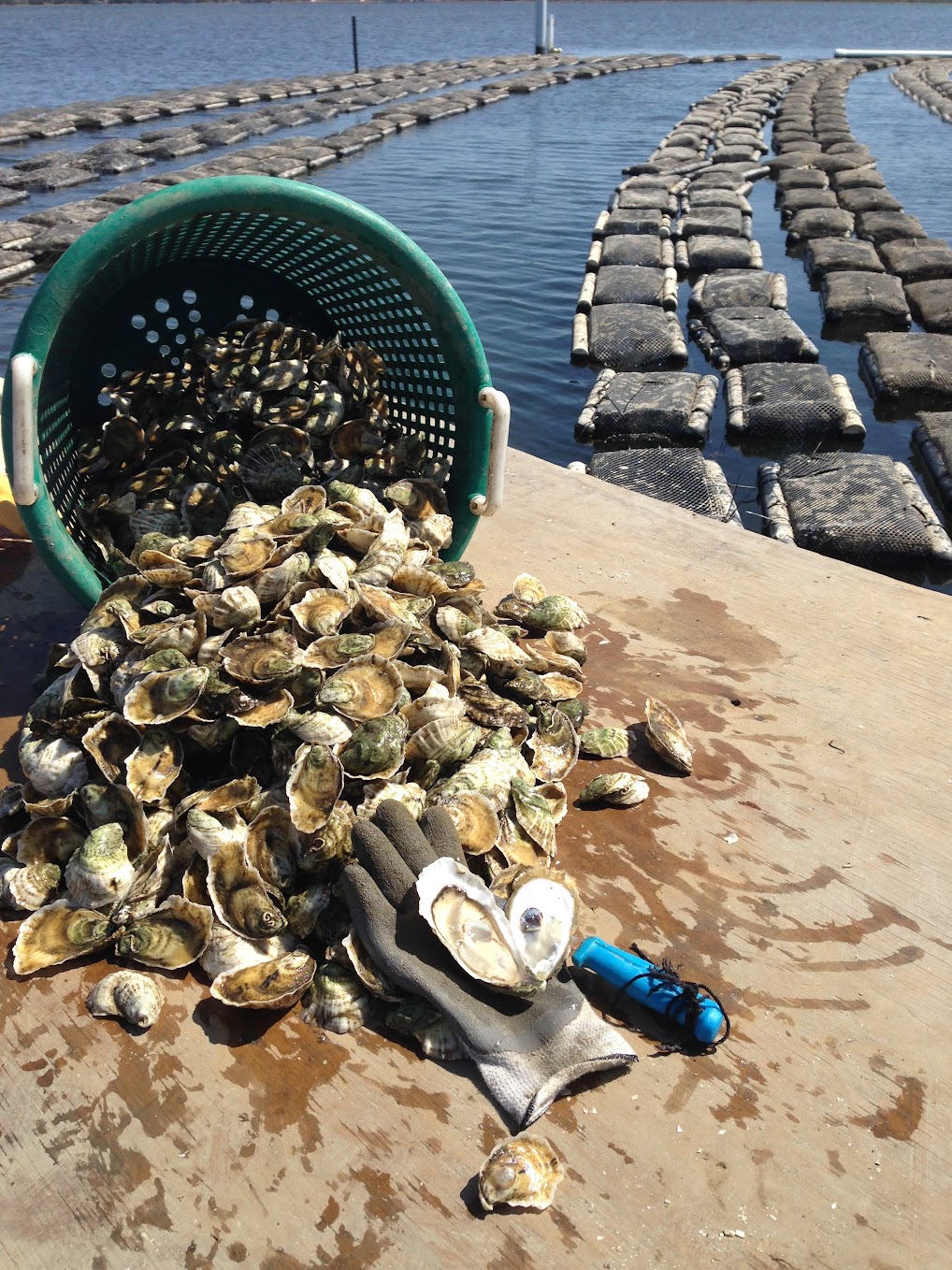 Oyster culling table